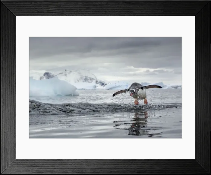 Framed Print : DDE-90023891