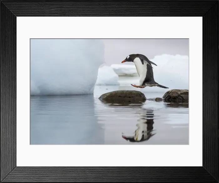 Framed Print : DDE-90023893 Framed Print : DDE-90023893