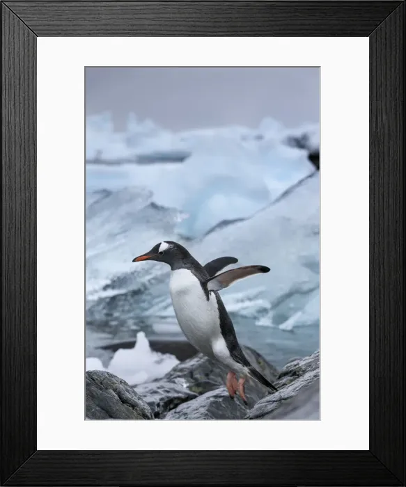 Framed Print : DDE-90023892 Framed Print : DDE-90023892