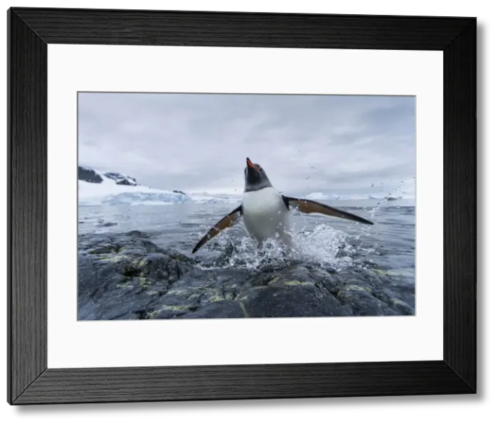 Framed Print : DDE-90023894 Framed Print : DDE-90023894