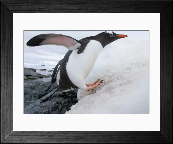 Framed Print : DDE-90023895 Framed Print : DDE-90023895