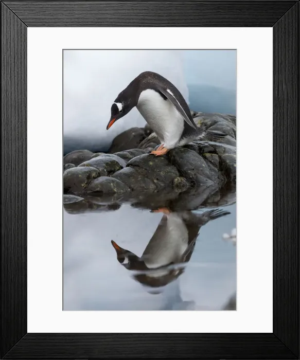 Framed Print : DDE-90023897 Framed Print : DDE-90023897