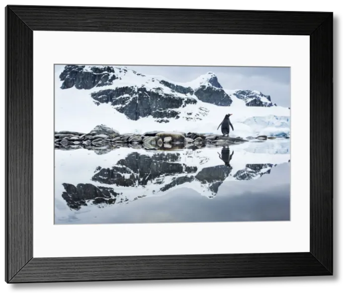 Framed Print : DDE-90023898 Framed Print : DDE-90023898