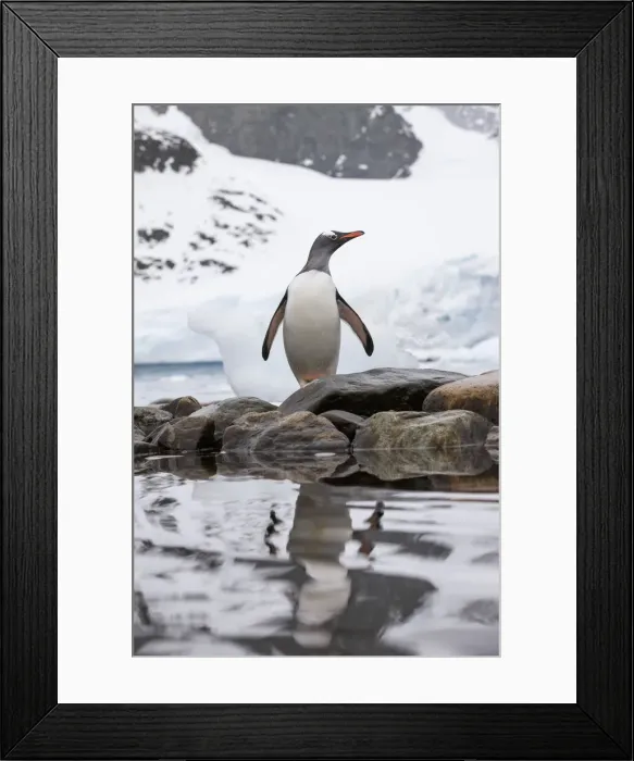 Framed Print : DDE-90023899 Framed Print : DDE-90023899