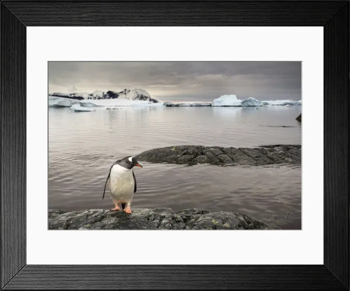Framed Print : DDE-90023900 Framed Print : DDE-90023900