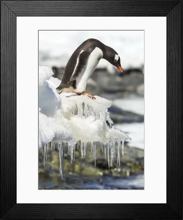 Framed Print : DDE-90023901 Framed Print : DDE-90023901