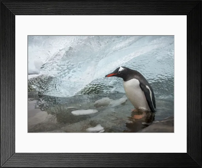 Framed Print : DDE-90023902 Framed Print : DDE-90023902