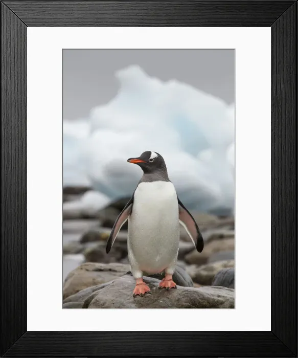 Framed Print : DDE-90023904
