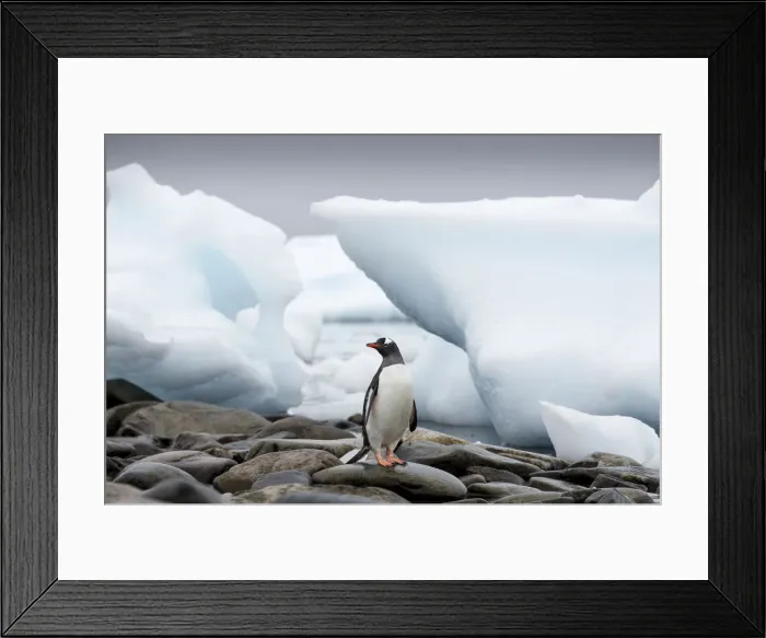 Framed Print : DDE-90023903 Framed Print : DDE-90023903