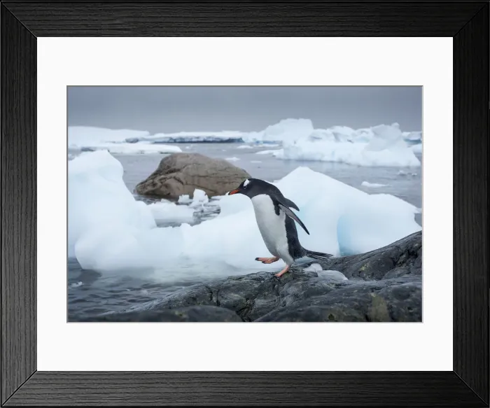 Framed Print : DDE-90023905 Framed Print : DDE-90023905
