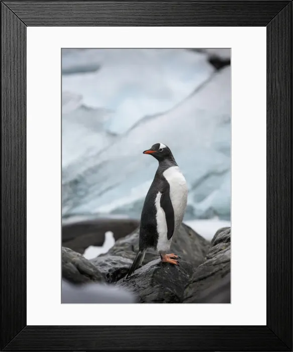 Framed Print : DDE-90023906 Framed Print : DDE-90023906