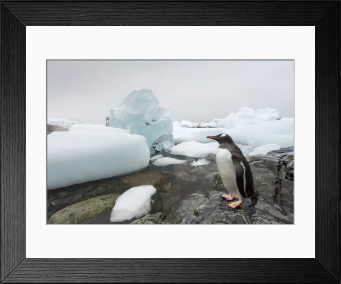 Framed Print : DDE-90023907 Framed Print : DDE-90023907