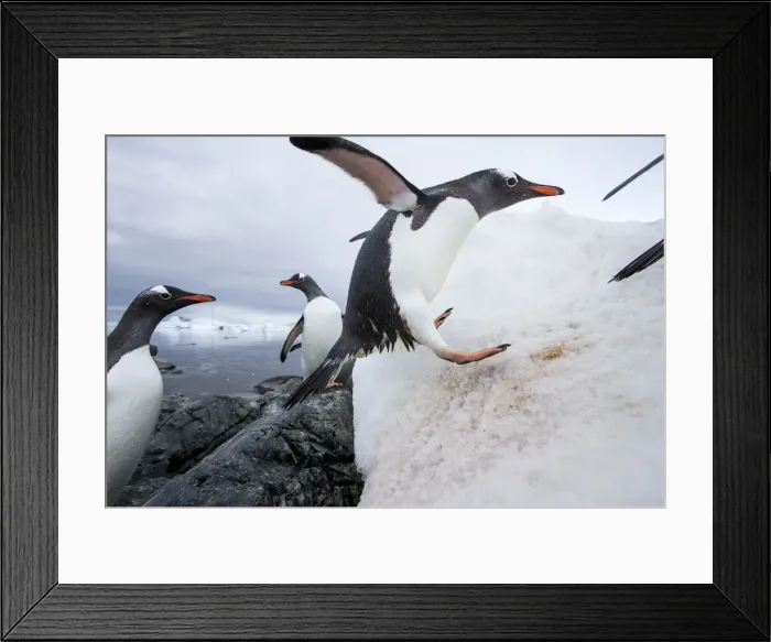 Framed Print : DDE-90023909 Framed Print : DDE-90023909