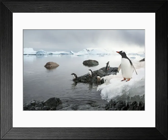 Framed Print : DDE-90023910