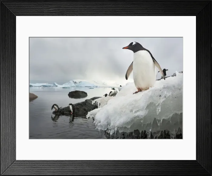 Framed Print : DDE-90023911 Framed Print : DDE-90023911
