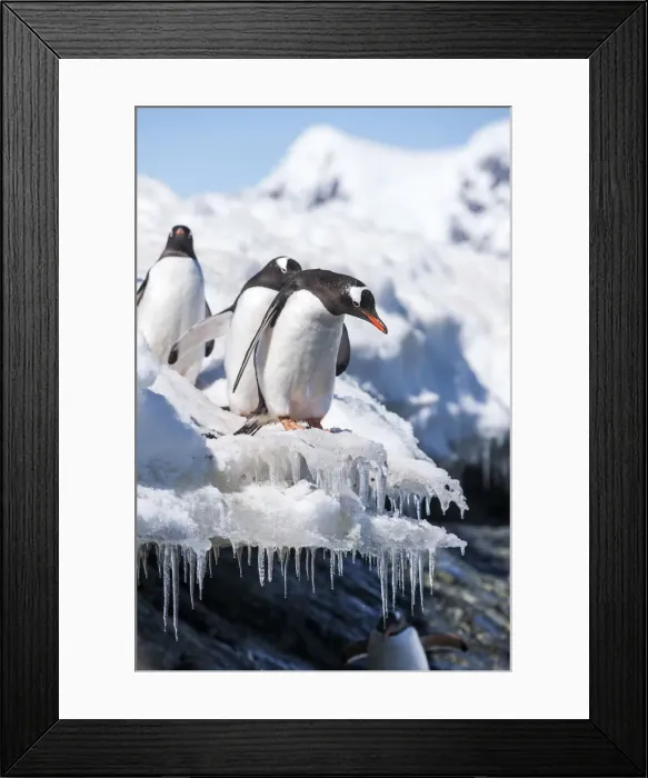 Framed Print : DDE-90023912 Framed Print : DDE-90023912