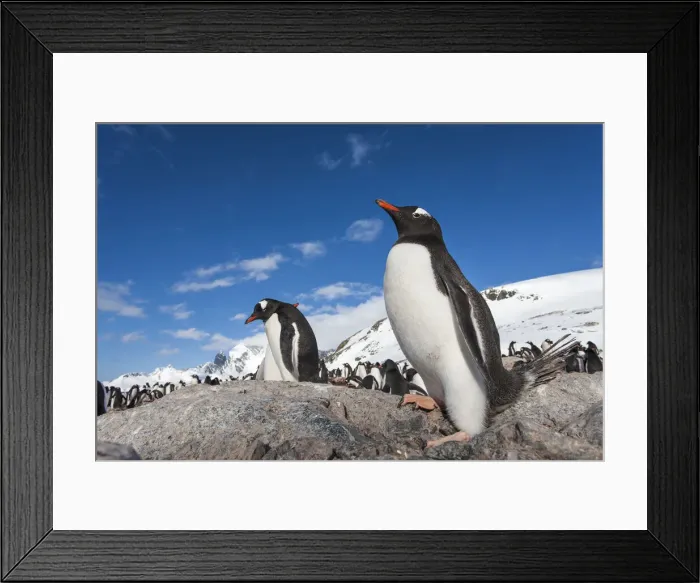 Framed Print : DDE-90023913 Framed Print : DDE-90023913