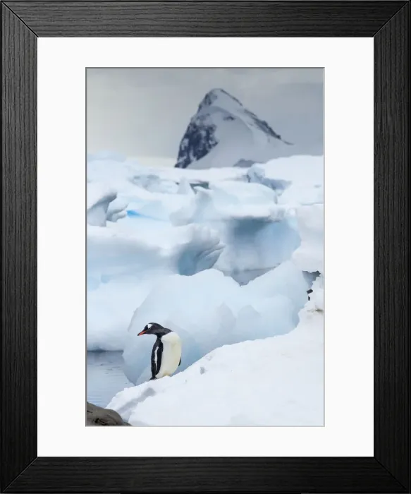 Framed Print : DDE-90023915