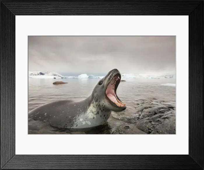 Framed Print : DDE-90023916 Framed Print : DDE-90023916