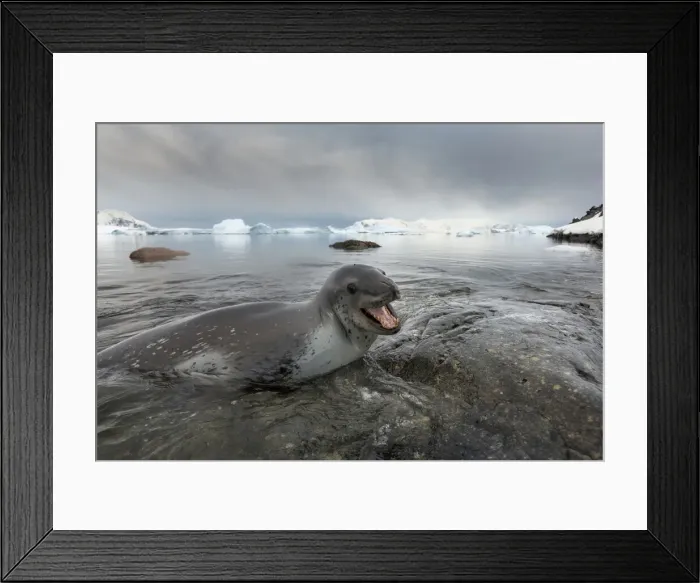 Framed Print : DDE-90023917 Framed Print : DDE-90023917