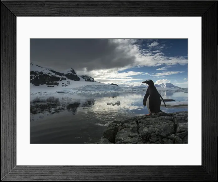 Framed Print : DDE-90023920 Framed Print : DDE-90023920