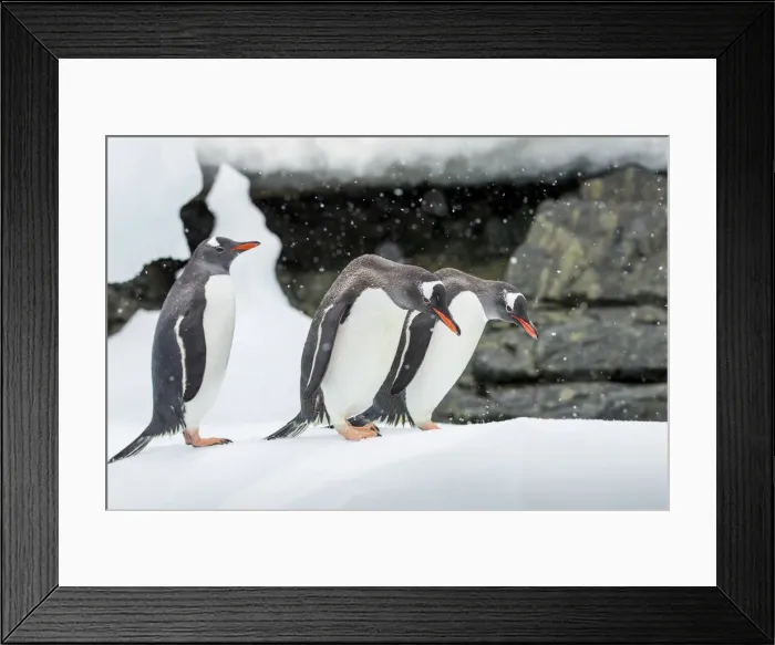 Framed Print : DDE-90023921 Framed Print : DDE-90023921