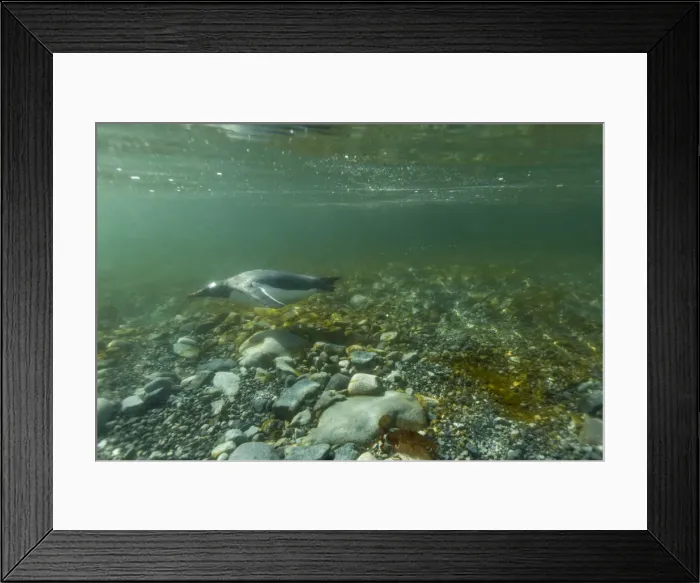 Framed Print : DDE-90023922 Framed Print : DDE-90023922