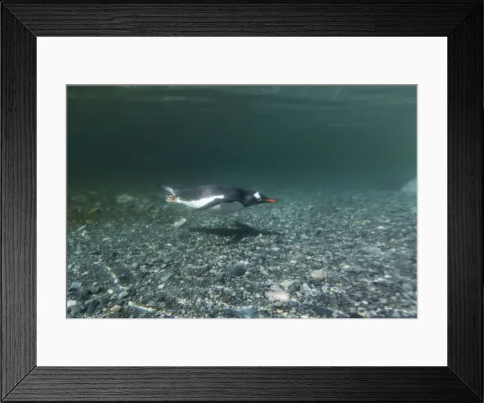 Framed Print : DDE-90023924 Framed Print : DDE-90023924