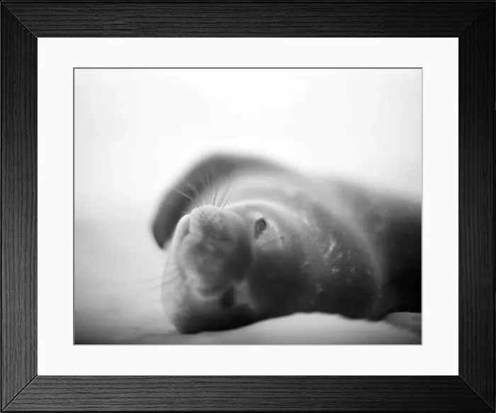 Framed Print : DDE-90023929 Framed Print : DDE-90023929