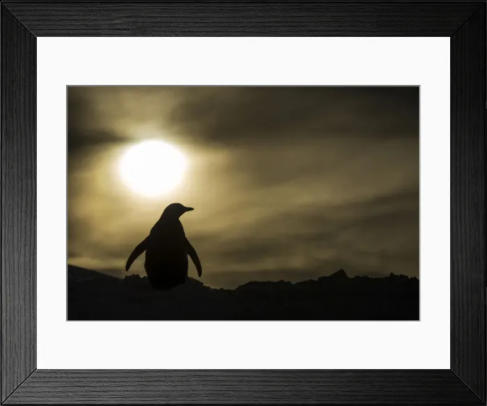 Framed Print : DDE-90023933 Framed Print : DDE-90023933
