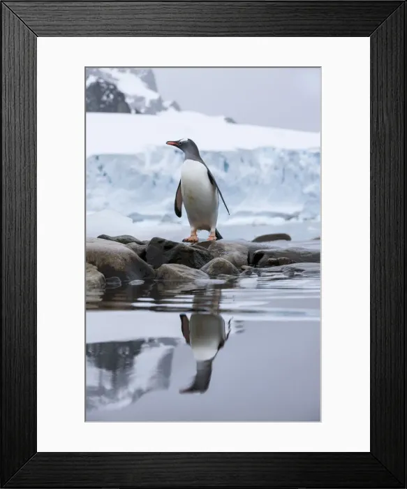 Framed Print : DDE-90023934 Framed Print : DDE-90023934