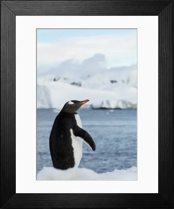Framed Print : DDE-90023935 Framed Print : DDE-90023935