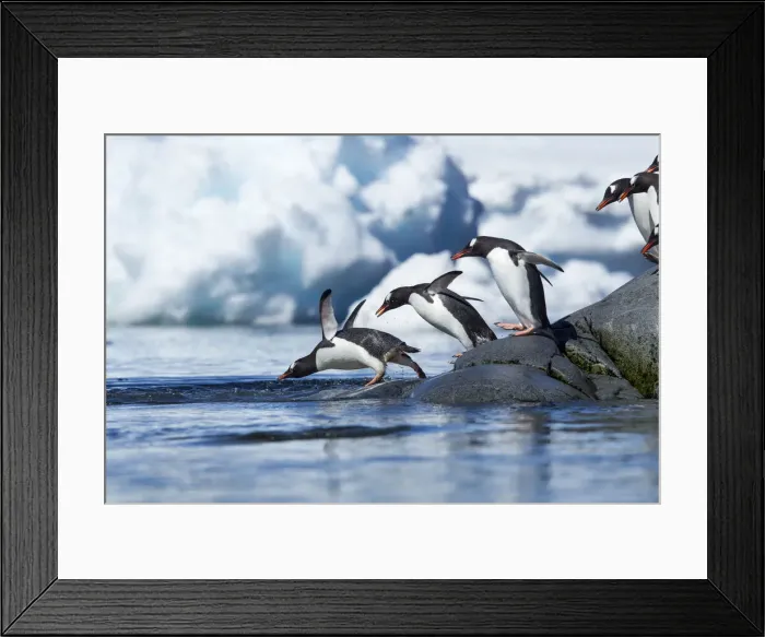 Framed Print : DDE-90023936 Framed Print : DDE-90023936