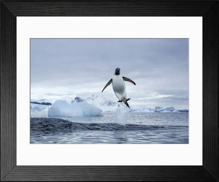 Framed Print : DDE-90023937
