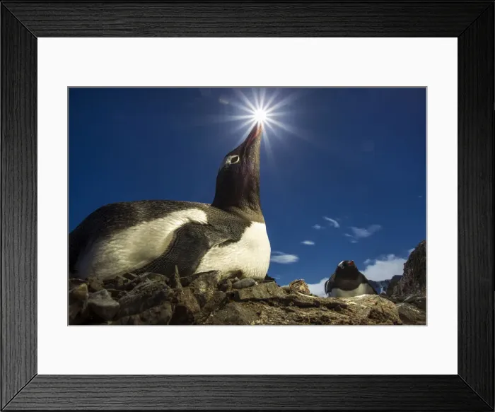 Framed Print : DDE-90023951 Framed Print : DDE-90023951