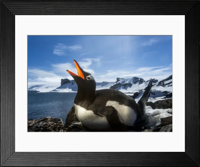 Framed Print : DDE-90023952 Framed Print : DDE-90023952