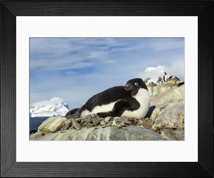 Framed Print : DDE-90023957 Framed Print : DDE-90023957
