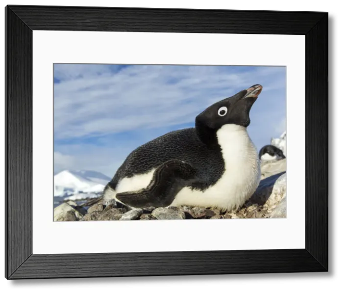 Framed Print : DDE-90023958