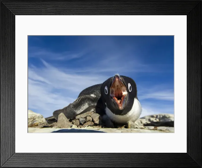 Framed Print : DDE-90023959 Framed Print : DDE-90023959