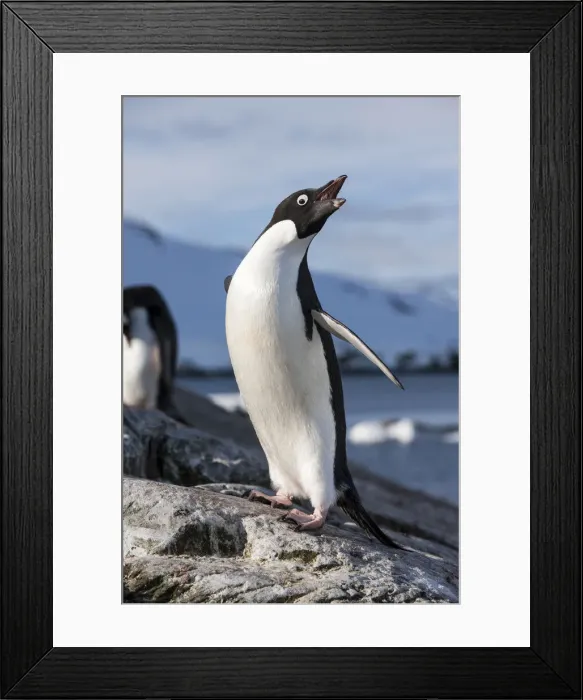 Framed Print : DDE-90023960 Framed Print : DDE-90023960