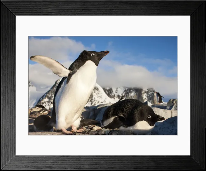 Framed Print : DDE-90023961 Framed Print : DDE-90023961