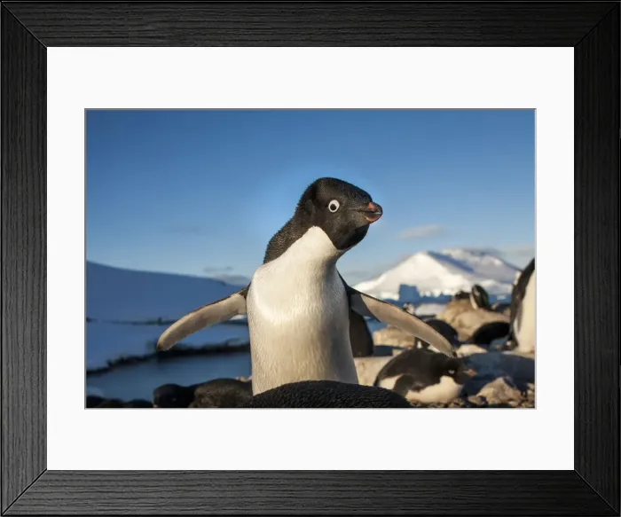 Framed Print : DDE-90023962 Framed Print : DDE-90023962