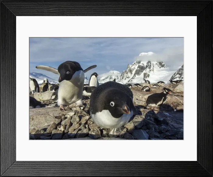 Framed Print : DDE-90023963 Framed Print : DDE-90023963