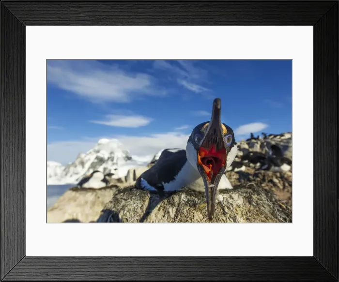 Framed Print : DDE-90023965 Framed Print : DDE-90023965