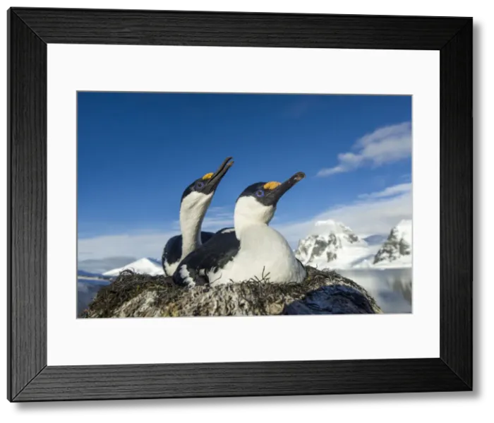 Framed Print : DDE-90023964