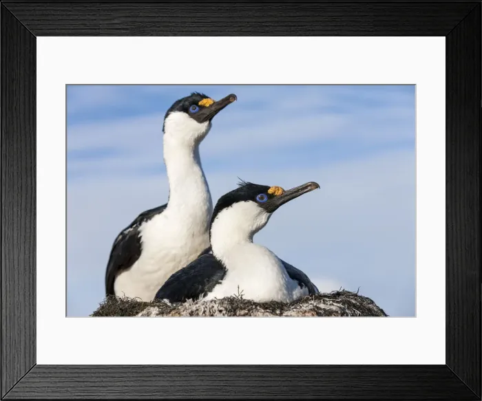 Framed Print : DDE-90023966 Framed Print : DDE-90023966