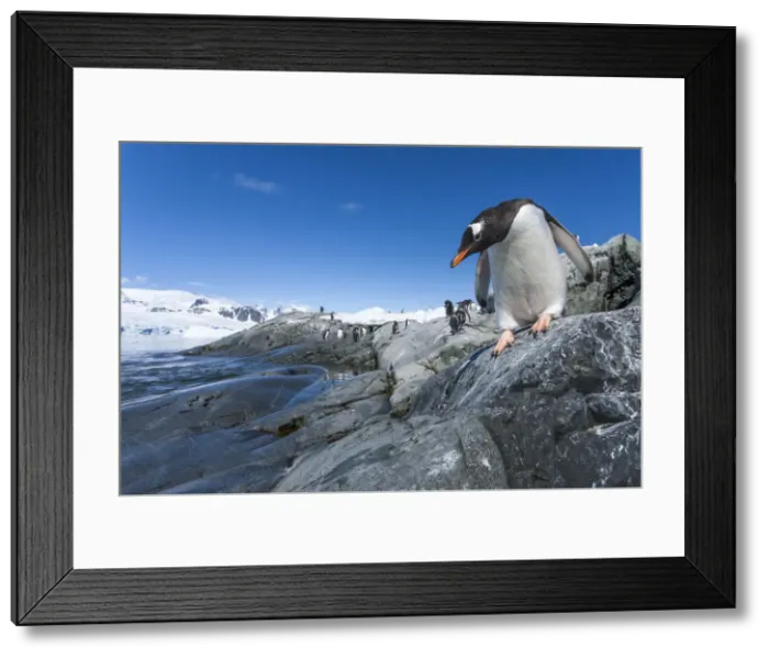 Framed Print : DDE-90023968 Framed Print : DDE-90023968