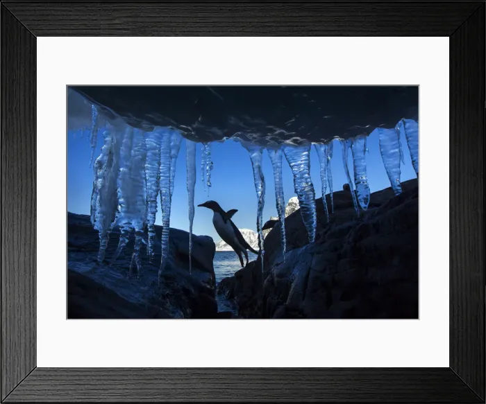 Framed Print : DDE-90023969 Framed Print : DDE-90023969
