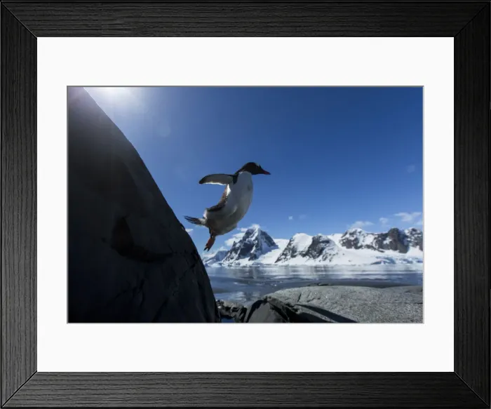 Framed Print : DDE-90023970 Framed Print : DDE-90023970