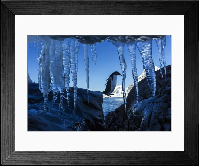 Framed Print : DDE-90023971 Framed Print : DDE-90023971